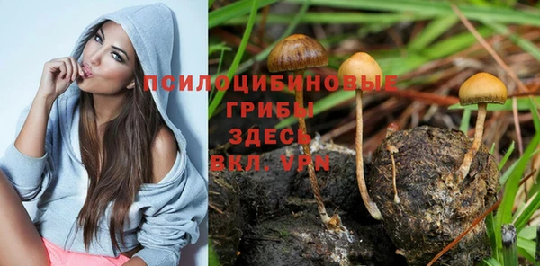 молекула духа Арсеньев